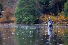 Rainbow Trout