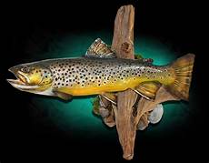 Rainbow Trout