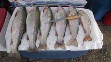 Salmon Trout