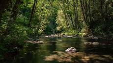 Salmon Trout