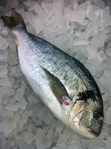 Salted Fishes