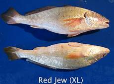 Salted Fishes