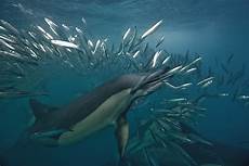 Sardine