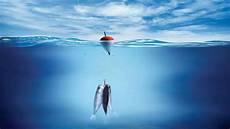 Sea Bass