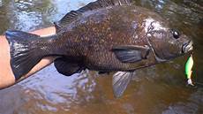 Sea Bream
