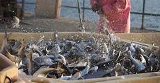 Sea Bream