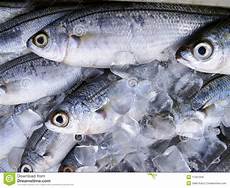 Sea Bream