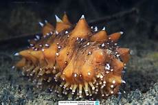 Sea Breams
