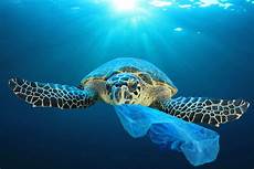 Sea Products