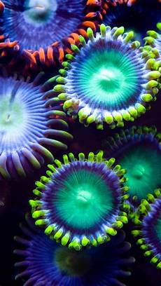 Sea Products