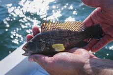 Seabass