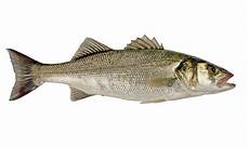 Seabass