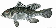 Seabass