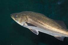 Seabass