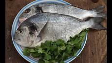 Seabream