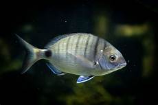 Seabream