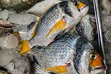 Seabream
