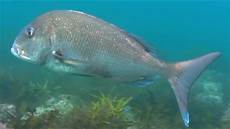 Seabream