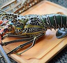 Shellfishes