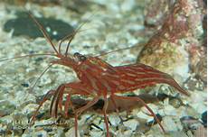 Shrimp-Prawn