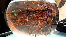 Shrimps