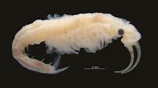 Shrimps