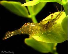 Shrimps