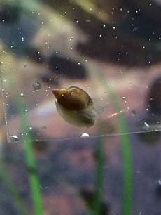 Snails