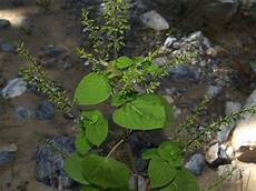Tillia Officinalis