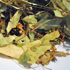 Tillia Officinalis