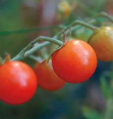Tomato Juice