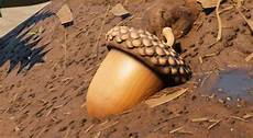 Top Shell Meat