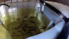 Trout Feed