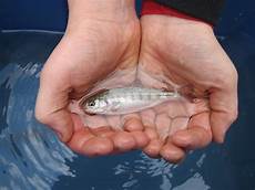 Trout Fingerling