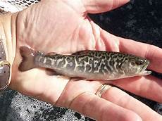 Trout Fingerling