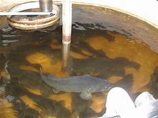 Trout Fingerling