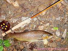 Trout Fingerling